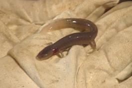 brown salamander with a translucent tail