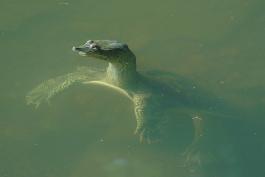 Midland Smooth Softshell turtle with its head and neck out of the water. The rest of its body is visible through the water. Webbed feet are prominent.