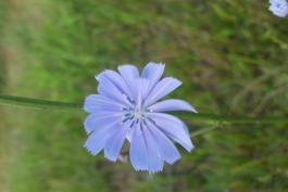 Blue flower on a green stalk. The end of the petals are toothed. 