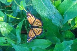 Viceroy butterfly perched on a leafy green plant.