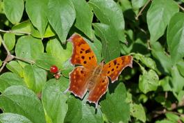 Orange butterfly with black spots sitting on a branch of green leaves