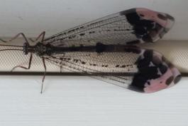 Photo of an adult antlion with distinctively marked black and pink wings