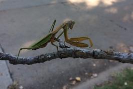Chinese mantis walking on a twig