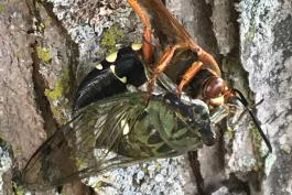 A large wasp with reddish head and thorax and a black and yellow striped abdomen drags a dead cicada up a tree.