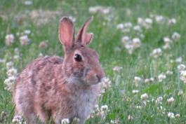 A rabbit sits in a clover-filled yard. One of its ears looks like it has a bite taken out of it. Perhaps it had a narrow escape.  