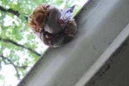 Photo of an eastern red bat, with three pups, hanging from the gutter of a home.