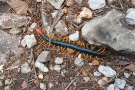 A large black centipede with yellow legs and a bright red head crawls on a rocky patch of ground.