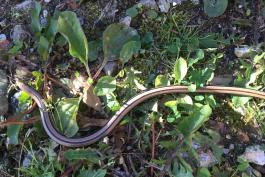 A snake-like creature, tan with black stripes, moves through the underbrush. It is shaped like a question mark, with the head curved and the long tail straight.