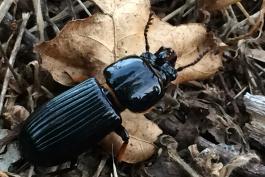A shiny black beetle with a pinched-in area behind the thorax, and vertical grooves down the abdomen. 