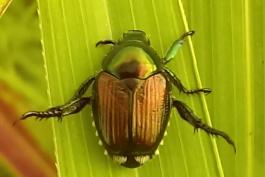 A metallic-colored copper and green beetle is perched on a broad narrow green leaf