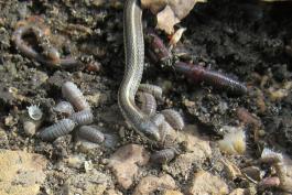 snake crawls across ground covered with worms and pillbugs.