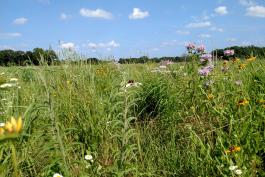 Native grasses and flowers cover a broad field under a blue sky.