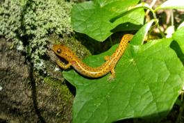 A yellow salamander with black spots is on a broad green leaf.