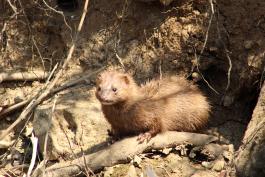 A light-colored mink emerges from a muddy hole in the bank of a river. It's coat is spiky, like it was recently in the water.