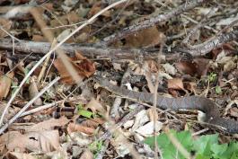 A gray snake with red markings on its back makes its way through leaf litter and branches