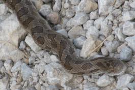 A tan snake with dark brown patches crosses a gravel road. 