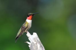 Hummingbird perched on a the end of a twig