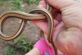 Western slender glass lizard being held in a person's hand, with an out of focus child in the background