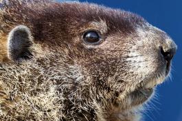 Closeup of a woodchuck's head. you can see its rodent teeth and small round ears.  