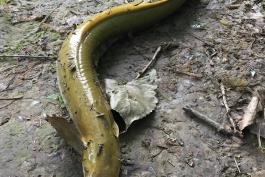 a greenish eel on the bank. It is snake-shaped, with pectoral fins near its head.