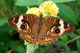 A common buckeye perches on a yellow flower. The eye spots on the wings are prominent.