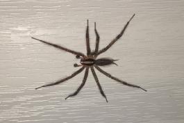 A dark spider with long, hairy legs and a striped body on piece of white siding. 