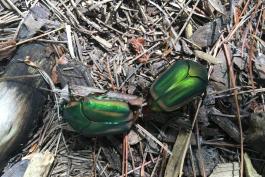 Two shiny green beetles on a trail. 