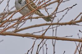 A small brown bird with a white front sits on a tree branch in winter.