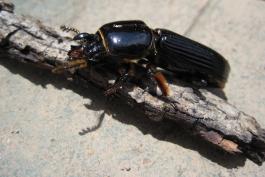A shiny black beetle with a distinct band between its abdomen and thorax. 