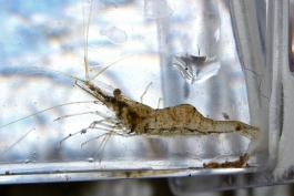 A translucent shrimp with brown spots is seen in a clear plastic bag held up to a window. 