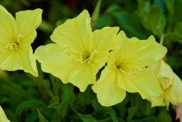 Bright yellow flowers bloom in the falling light of evening.