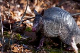 Close-up of an armadillo. The hair between its plates and its forepaws are clearly visible.