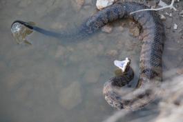 A dark brown snake with black bands is half-submerged in shallow water. It's mouth is open, showing a cotton-white lining.