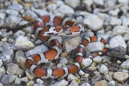 snake with red spots rears up as if to strike at the camera.