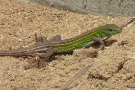 A brown lizard with a bright green head and belly crawls over sawdust. 