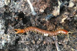 A 4-inch red centipede with yellow legs crawls through the soil. 