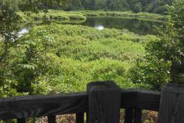 A pond surrounded by dense foliage as seen from a covered shelter.
