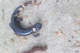 A black salamander with silver spots has bits of debris sticking to its skin.