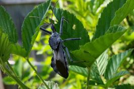 A blue-black bug with cog-like protuberance on its back perches on a blackberry leaf