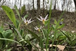 Three white dogtooth violet flowers 