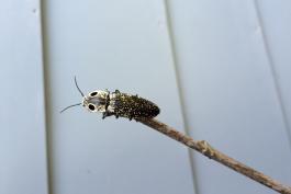 A mottled black beetle with large black eyespots on its thorax rests on the end of a stick.