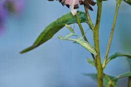 A green Carolina mantis perched on a coneflower stem