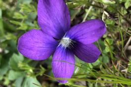 Deep purple flower clearly showing tufts on the sides of two petals. 
