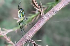 A green and yellow spider with black stripes on its abdomen weaves a web on a branch 