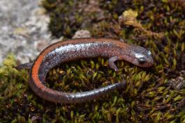 A reddish-brown salamander with an orange stripe down its back is curled on a moss-covered rock. 