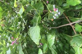 Green, pink, and blue berries hang in broad clusters on a woody vine.