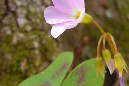 A pale pink flower with five petals reaches above clover-like leaves with purple markings. 
