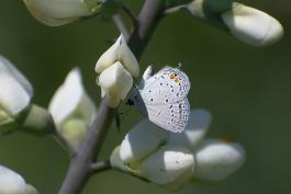 A white butterfly with black spots sits on a white flower.
