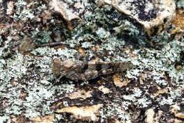 A gray-greengrasshopper blends in with a lichen-covered rock. 