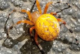 A spider with a large, round, bright orange-yellow abdomen